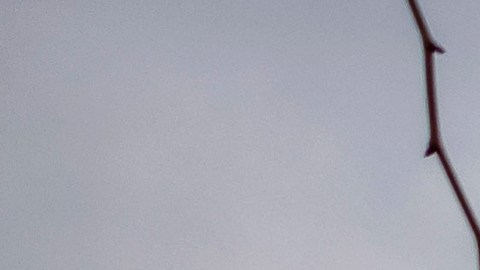 El 6 de enero, los seguidores de Trump invadieron el Capitolio.