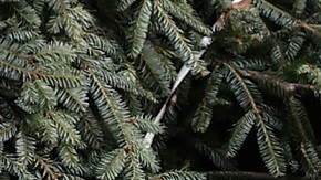 La primera dama Jill Biden y la exprimera dama Melania Trump.