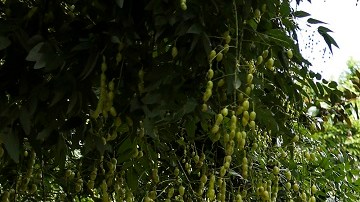 Activistas presionan al Congreso para que apruebe una protección para indocumentados.