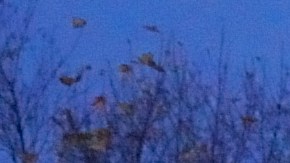 Policía de Wisconsin