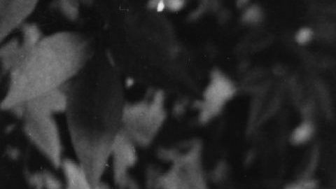 Marilyn Monroe murió en 1962