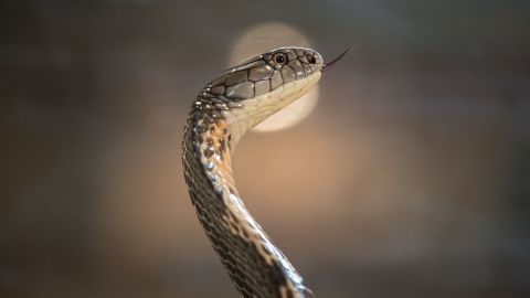 serpiente australia