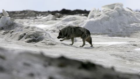 perro alaska