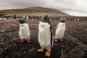 Estudio alerta de alta concentración de mercurio en pingüinos antárticos