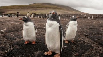 pinguinos mercurio