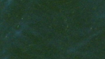 Winter, el famoso protagonista de "Dolphin Tale".