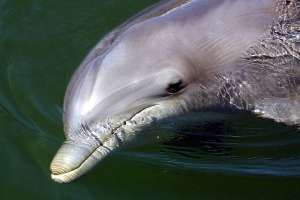 Muere el delfín Winter, de la exitosa película “Dolphin Tale”