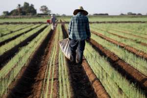 Arrestan a 24 por someter a trabajadores de México, Guatemala y Honduras a “esclavitud moderna”