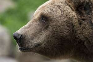 Cazador de 70 años dispara y mata a oso que lo atacó en Francia