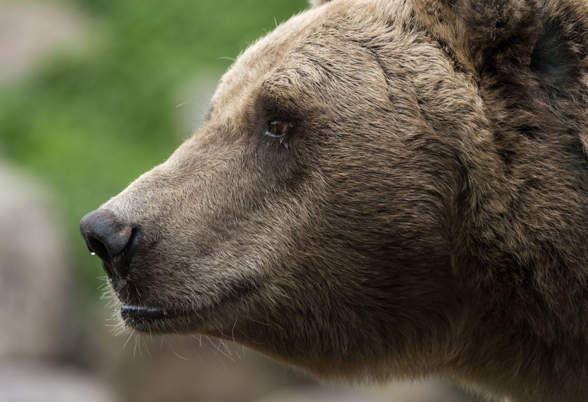 70-year-old hunter shoots and kills bear that attacked him in France