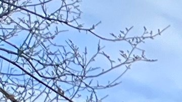 La semana pasada beneficiarios de TPS se "crucificaron" frente a la Casa Blanca para exigir un camino a la ciudadanía.