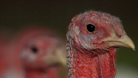 Joaquin Phoenix pide adoptar pavos y no comerlos en Thanksgiving.
