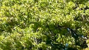 El inmigrante mexicano Memo Morales, es uno de los 10 corredores más rápidos de su categoría.