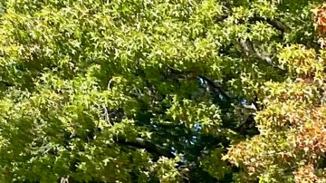 El inmigrante mexicano Memo Morales, es uno de los 10 corredores más rápidos de su categoría.