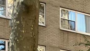 Migrantes con AMLO, en Nueva York