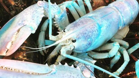 langosta azul