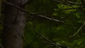 Niño accidente de Stressa.