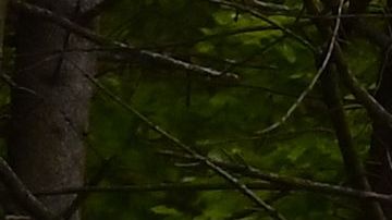 Niño accidente de Stressa.