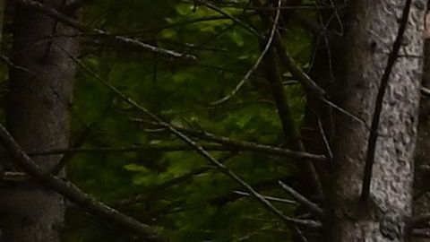 Niño accidente de Stressa.