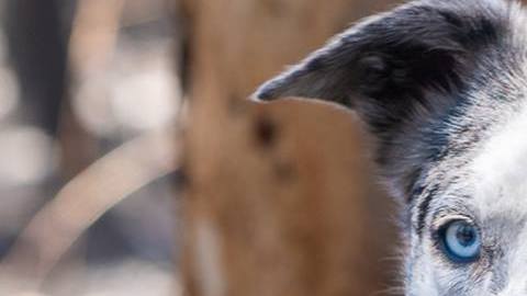 El perro Bear salvó a unos 100 koalas durante los incendios ocurridos en Australia.