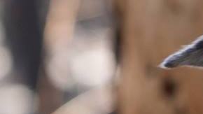 El perro Bear salvó a unos 100 koalas durante los incendios ocurridos en Australia.