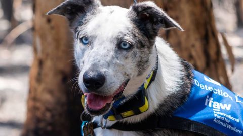 El perro Bear salvó a unos 100 koalas durante los incendios ocurridos en Australia.