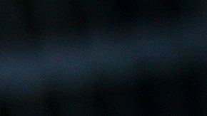 Venta de cachorros en EE.UU.