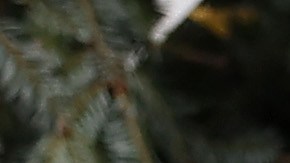 casa-blanca-arbol-de-navidad