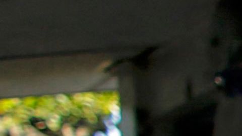 Elecciones en Nicaragua.