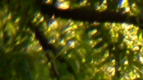 Elecciones en Nicaragua.