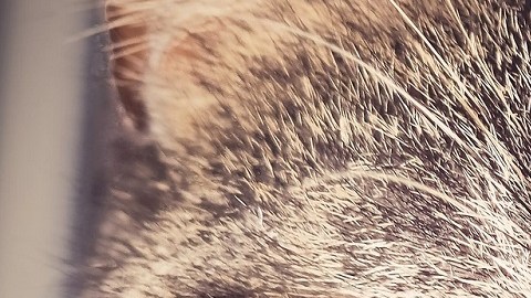 Todos los gatos son psicópatas, concluyen científicos de la Universidad de Liverpool