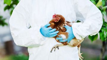 Advierten de nueva cepa de gripe aviar que podría ser más contagiosa de lo que se cree