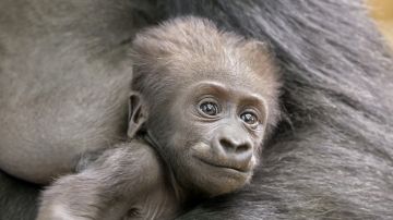Nace bebé gorila en zoo de Cleveland