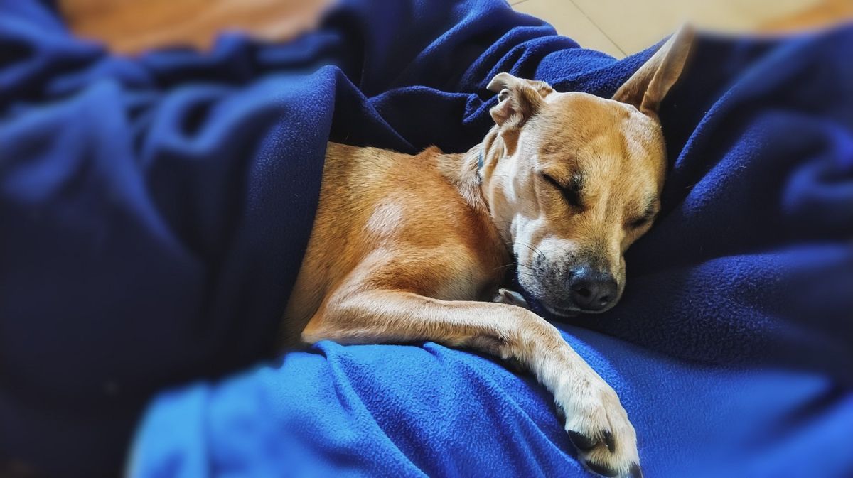 Dormir con tu perro o con tu mascota puede tener ventajas para ti y para tu animal de compañía.