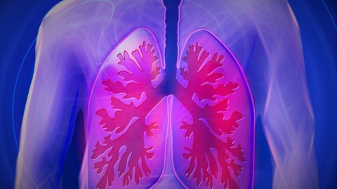 pulmones