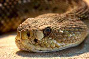 Una serpiente mordió sus genitales en un inodoro en Sudáfrica y ahí empezó su pesadilla