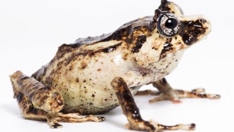 La rana, bautizada con el nombre científico de Pristimantis paulpittman