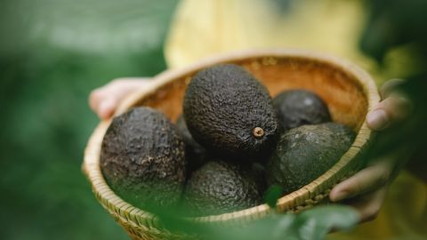 Jalisco exportará aguacate Hass a Estados Unidos a partir de abril 2022