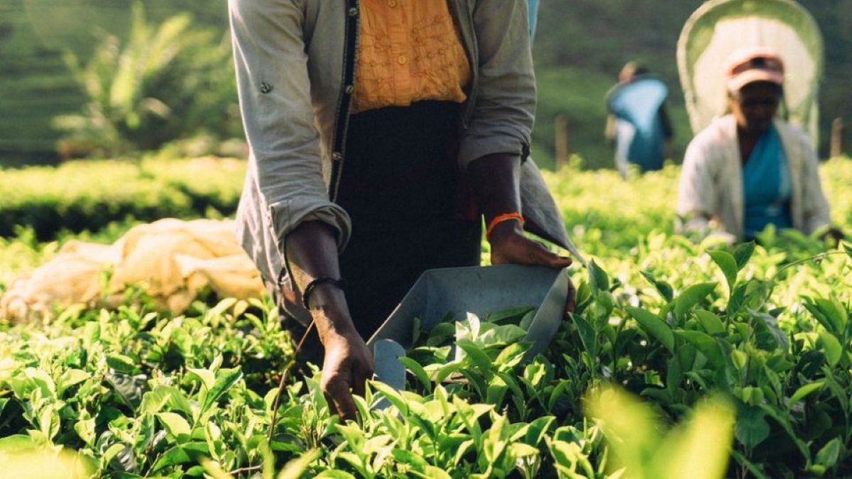 Sri Lanka, the country that wants to pay its oil debt with tea