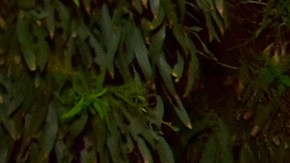 Si compras una Dave's Single esta semana, Wendy's te regala otra