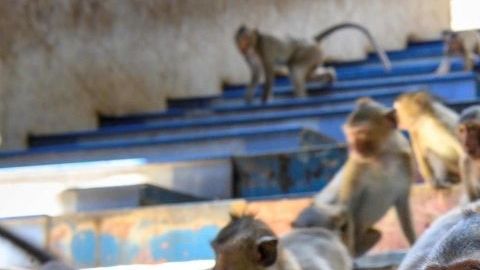 Monos
