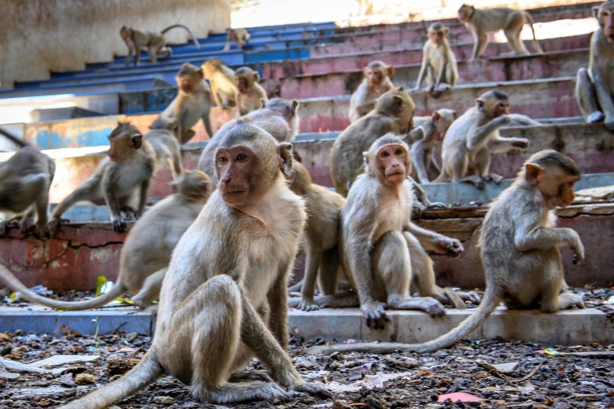 Un grupo de monos en la India han matado hasta el momento 250 perros.