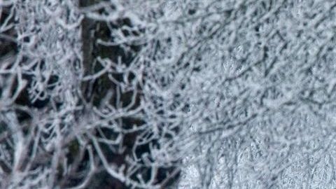 Nieve