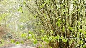 Bosque