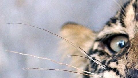 Leopardo