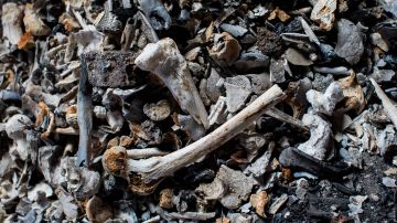 Huesos de un entierro en el cementerio de la ciudad de méxico del siglo XIX