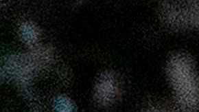 El presidente Joe Biden alimenta a su nuevo cachorro de pastor alemán, Commander.