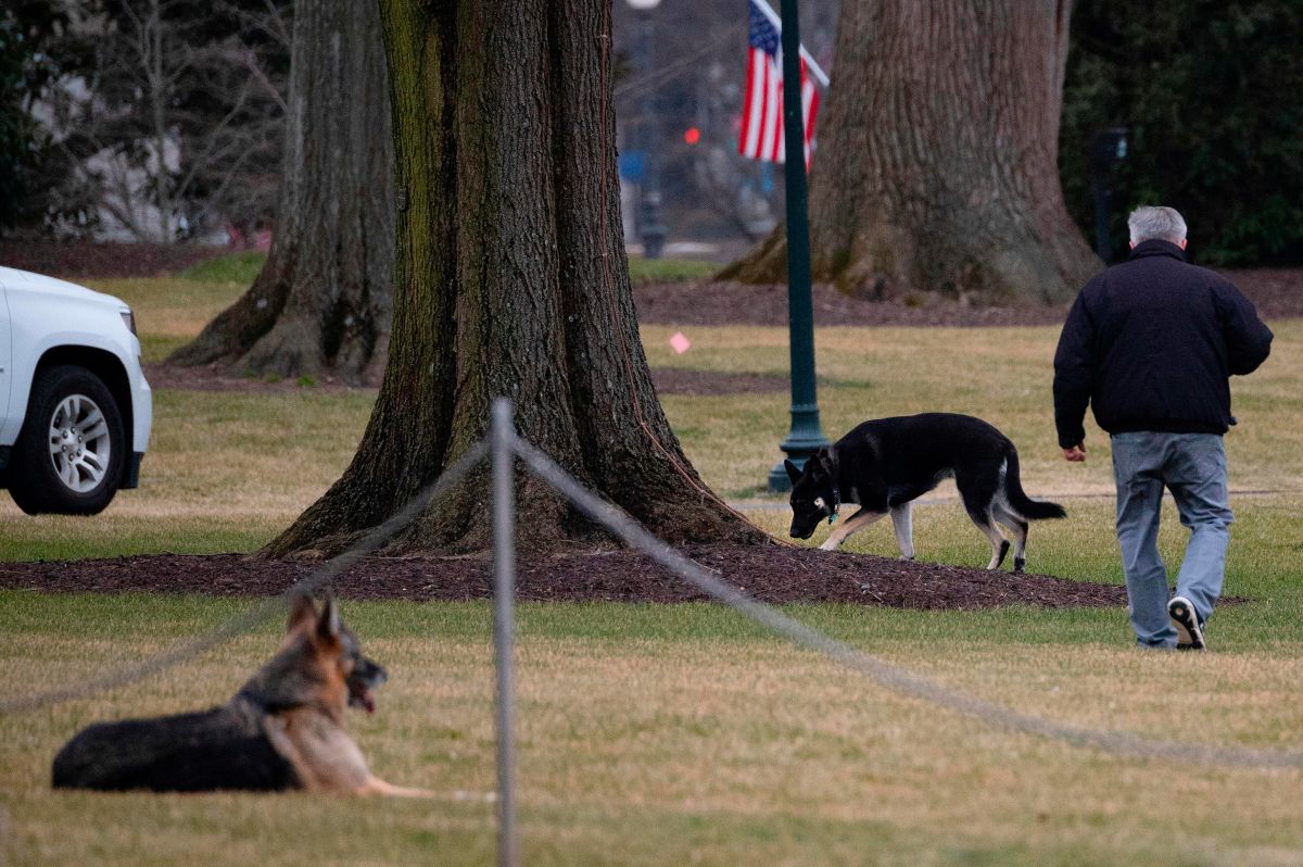 El presidente Joe Biden presentó a su nuevo cachorro de pastor alemán, "Commander".