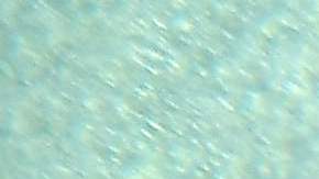 fotografía del pez tequila en méxico