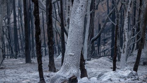 Sierra Nevada de California